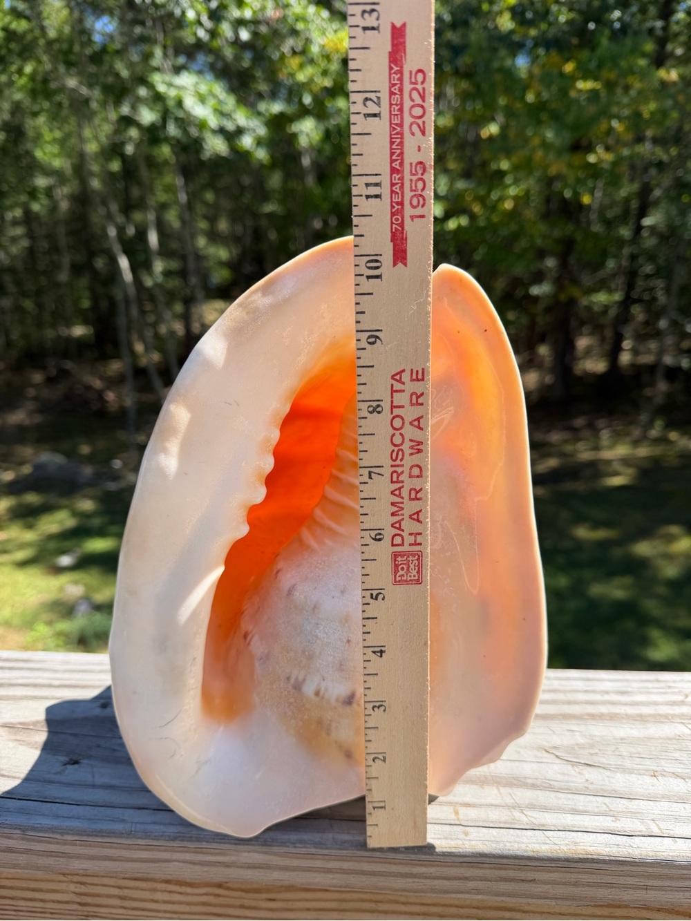 10+” Large | Cassis tuberosa | King Helmet - Picture 3 of 16